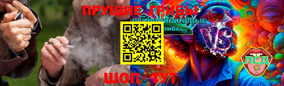 Галлюциногенные грибы Psilocybe Кандалакша